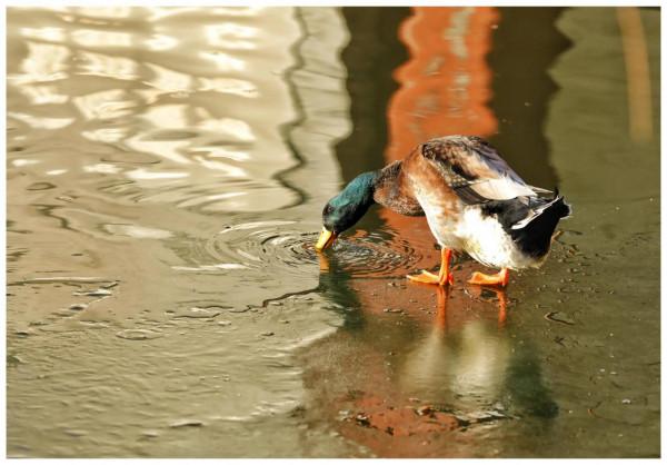 行走在薄冰上的小精靈