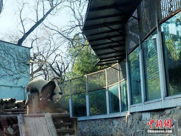 “越獄”大熊貓圍欄加裝防護擋板