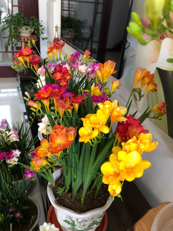 5種花，香氣濃郁，久聚不散，花一開“富貴滿家”