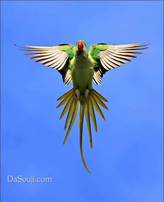 我們的星球上,動物的尾巴是最值得欣賞的,那就是鳥的美麗尾巴 我們的星球上,動物的尾巴是最值得欣賞的,那就是鳥的美麗尾巴