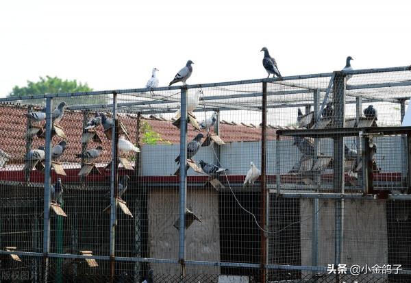 天落賽鴿進你鴿棚的6個條件，快來看看，你滿足幾個？
