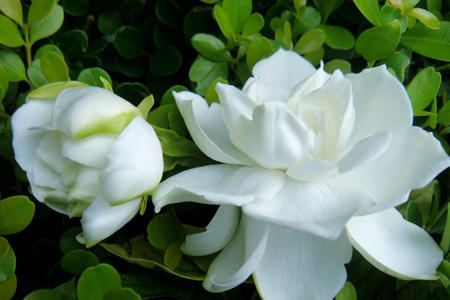 這4種植物，南方遍地都是，北方卻怎麼都養不活