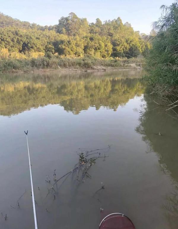 深圳一河道內到大魚成群，卻無人問津，這是為什麼呢？