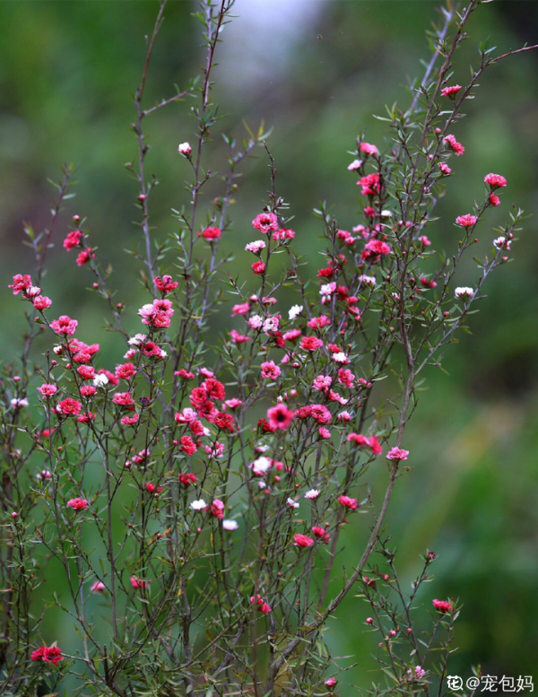 一種花像“松”又像“梅”,花色三變,易爆盆,開花持續小半年 一種花像“松”又像“梅”,花色三變,易爆盆,開花持續小半年