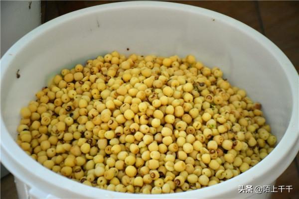 蓮蓉月餅吃得多了，知道怎麼製作嗎？