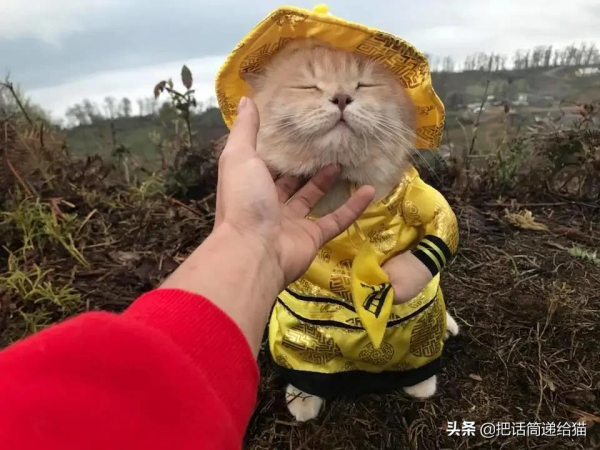 為啥叫貓“主子”？看了他的臉你就明白了