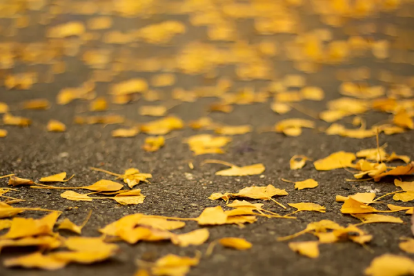 為什麼我們都愛大唐? 為什麼我們都愛大唐?