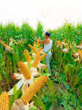 刺梅知青潑辣機智,用智慧制止邪念,名震知青大隊 刺梅知青潑辣機智,用智慧制止邪念,名震知青大隊