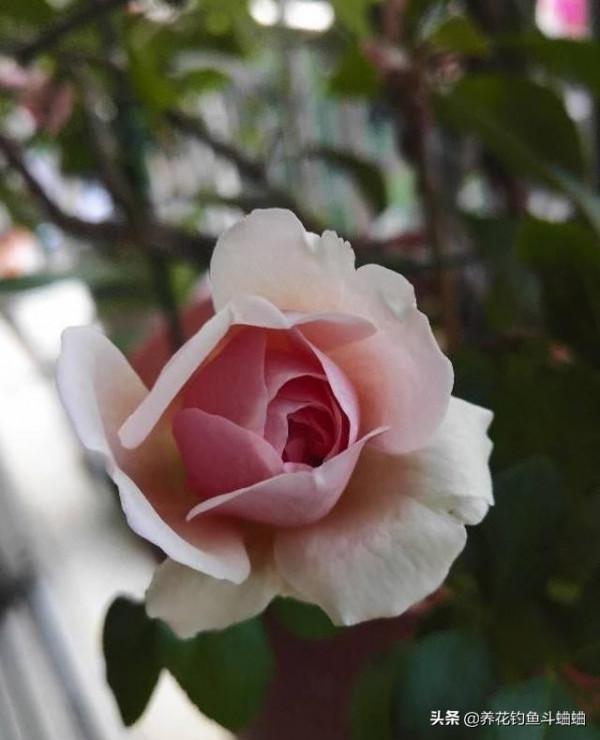 想養好月季,澆水至關重要,做好了就可以四季開花不間斷 想養好月季,澆水至關重要,做好了就可以四季開花不間斷