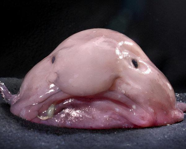 “不是心態好就能承受壓力的”，深海魚如是說