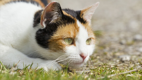 除了年齡，這些方法也能判斷貓咪是不是老了