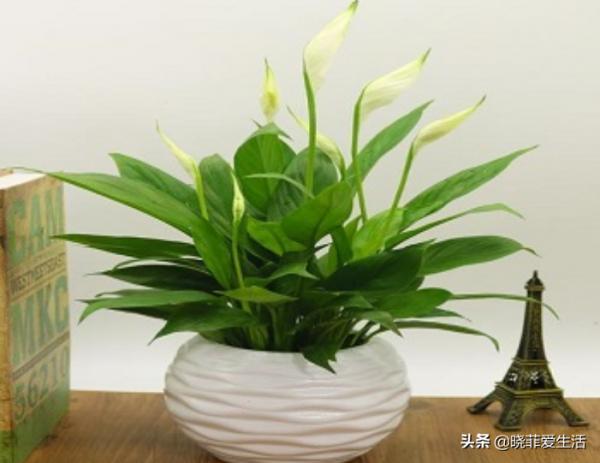 8種“喜水花”，不怕澆死了，越澆水長得越旺，手不勤養不活