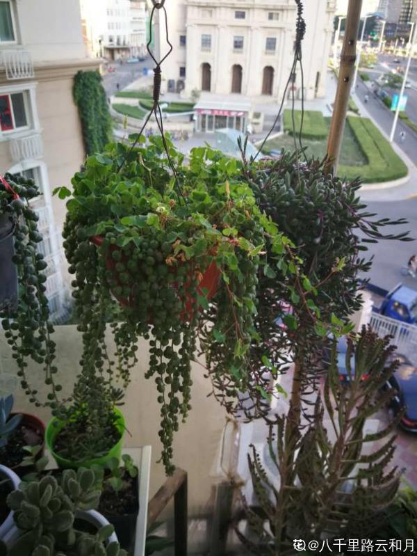 養膩了吊蘭,試試佛珠吊蘭,“垂流直下”長不停 養膩了吊蘭,試試佛珠吊蘭,“垂流直下”長不停