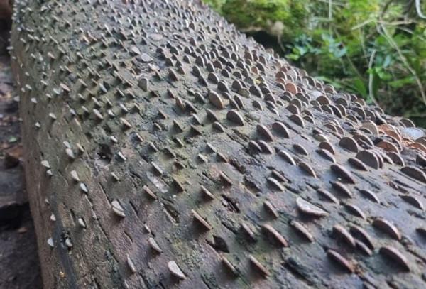 20張活久未見的照片,一隻公雞PK7只火雞,這氣場太霸氣了 20張活久未見的照片,一隻公雞PK7只火雞,這氣場太霸氣了