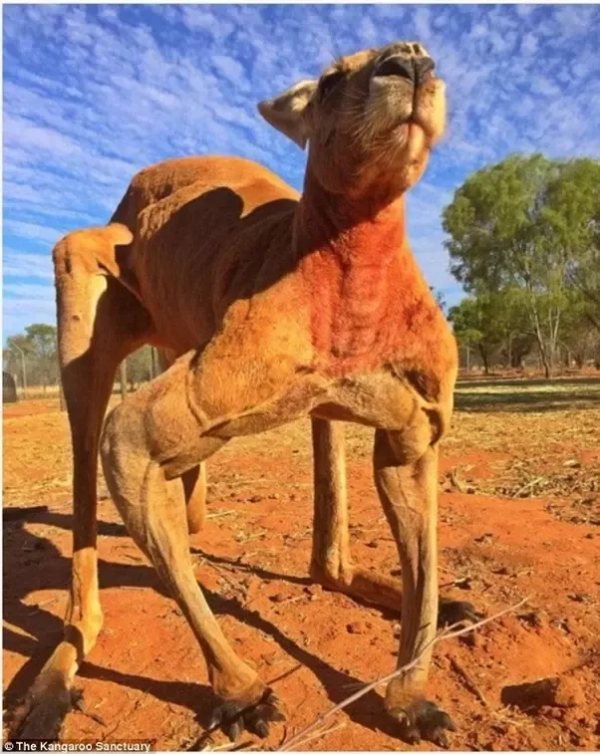 當你在澳大利亞遊玩遇到袋鼠時千萬不要做以下行為