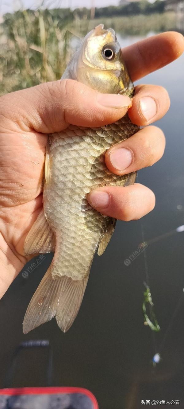 秋末時節野釣鯽魚,為何掛麥粒可以連竿 秋末時節野釣鯽魚,為何掛麥粒可以連竿