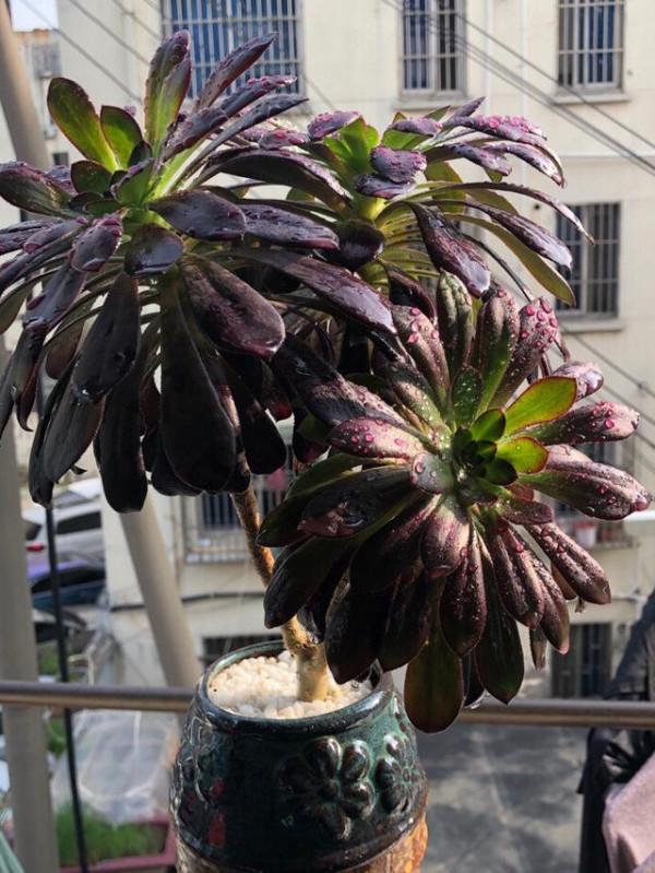 2種漂亮還好養的大型多肉,最害怕低溫天氣,秋冬季節要防止凍傷 2種漂亮還好養的大型多肉,最害怕低溫天氣,秋冬季節要防止凍傷