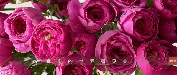 丁香泡泡多頭玫瑰 · 幾度春深豆蔻梢