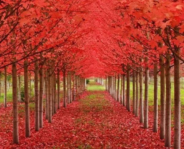 川西美景欣賞 川西美景欣賞