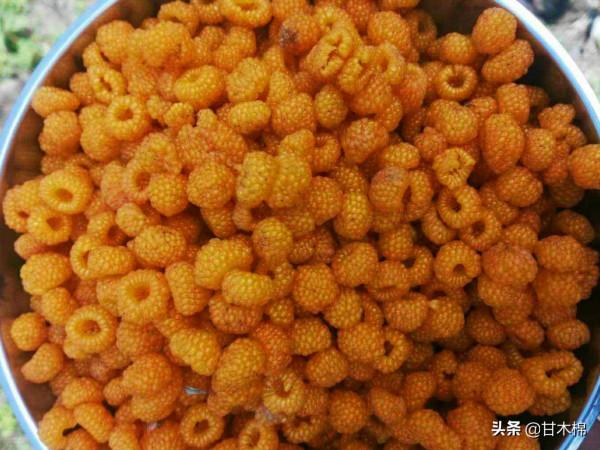 帶你一起回味62種南方野果子,它們是物質匱乏年代小朋友的零食 帶你一起回味62種南方野果子,它們是物質匱乏年代小朋友的零食