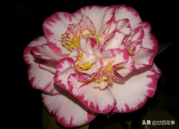 進入11月,6種花值得買,從冬開到春,春節也不停歇 進入11月,6種花值得買,從冬開到春,春節也不停歇