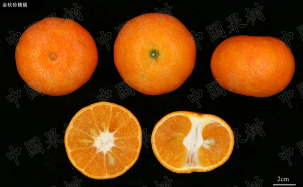 2021年中國柑橘產業報告