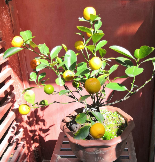 “毛病多”的9種花，新手很難養好，能養好的都是“大神”