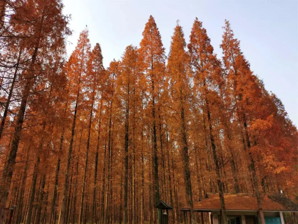 魔都醉美紅杉林，冬日大片必打卡