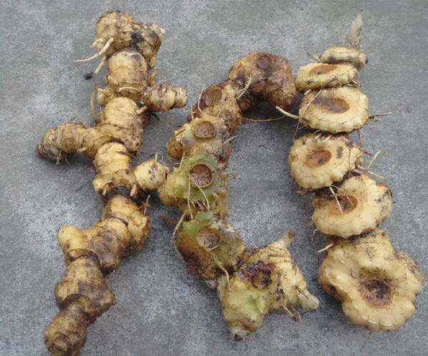 俗稱“老虎姜”，曾被挖來餵豬，今日才知是“仙人餘糧”，望珍惜