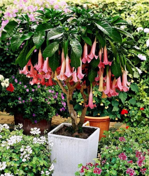 “美麗有毒”的植物,快來認識11種“毒花毒果”,不吃虧不上當 “美麗有毒”的植物,快來認識11種“毒花毒果”,不吃虧不上當