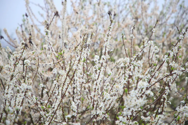 春風十里不如&OpenCurlyDoubleQuote;李&rdquo;
