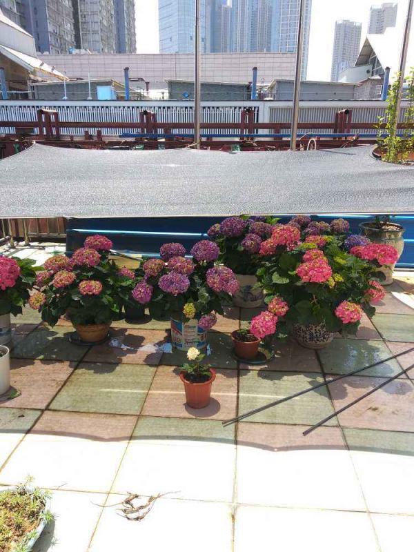 夏天超過30℃，再不給花降溫，全都熱死了