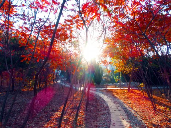 秋 韻 賦----《蝶變回天》北京天通苑靚麗美景拍不完（18）