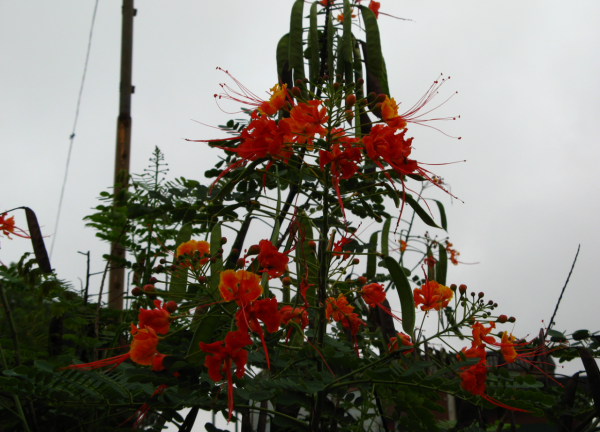 安哥拉往事第二版（3）——初識周圍環境與第一次工作任務