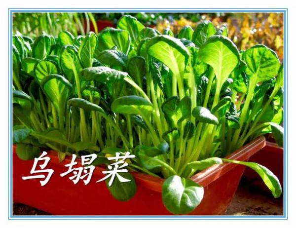 冬天種蔬菜首先這“8種”，不怕冷長得快，吃了一茬又一茬