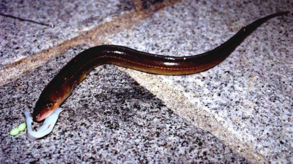 海釣鰻魚選擇夜釣是關鍵「 日本專業海釣入門防波堤釣書籍 」