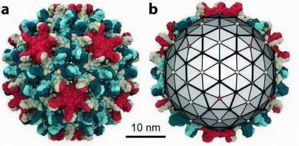 乙肝在研新藥有吸引力靶點，衣殼組裝調節劑CAM，又分為兩大類