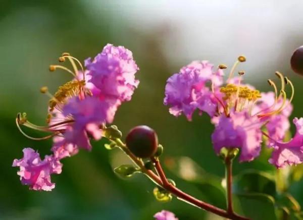 分享——紫薇花