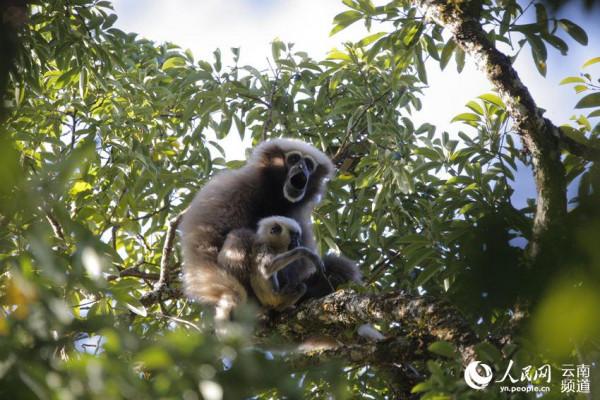 “願千山長青 猿聲長鳴”——他們與自然和諧共生 “願千山長青 猿聲長鳴”——他們與自然和諧共生