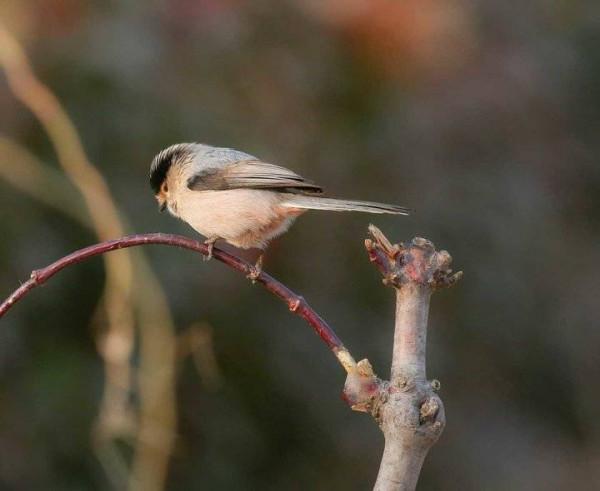 世界上最萌的鳥：銀喉長尾山雀