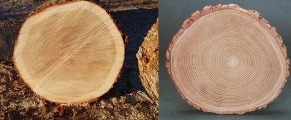 認識水阻划船機梣木(白蠟木)款,來自神話中的“木中女神” 認識水阻划船機梣木(白蠟木)款,來自神話中的“木中女神”