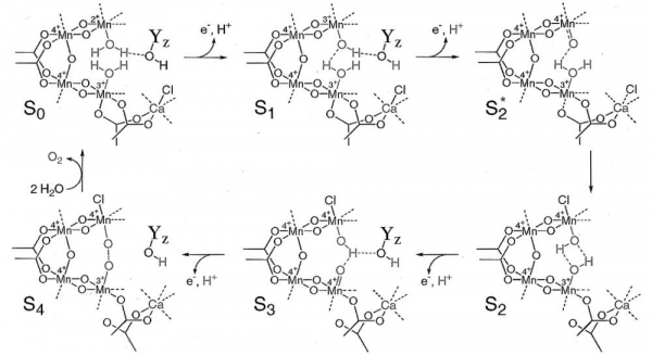 進展|光合放氧中心錳簇擬合物在多重氧化還原狀態中的結構重排