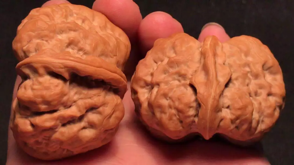 四道雙開背,八面蛤蟆尊 四道雙開背,八面蛤蟆尊