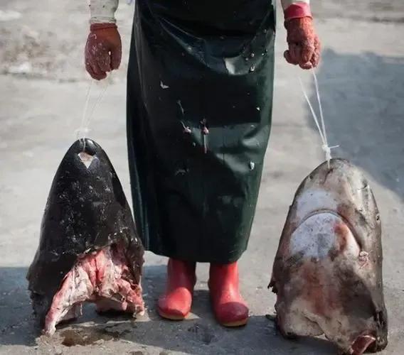 “沒有買賣，就沒有傷害”，姚明被矇在鼓裡，外國人趁機斂財