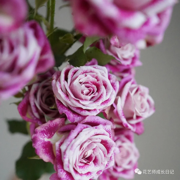 100朵玫瑰vol.25 | 油畫風玫瑰flinders lane,被油彩浸染的復古玫瑰 100朵玫瑰vol.25 | 油畫風玫瑰flinders lane,被油彩浸染的復古玫瑰