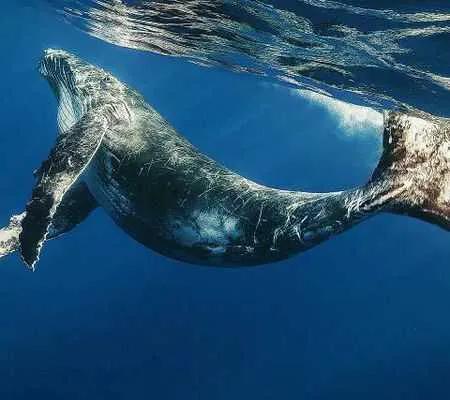 地球上最大動物……