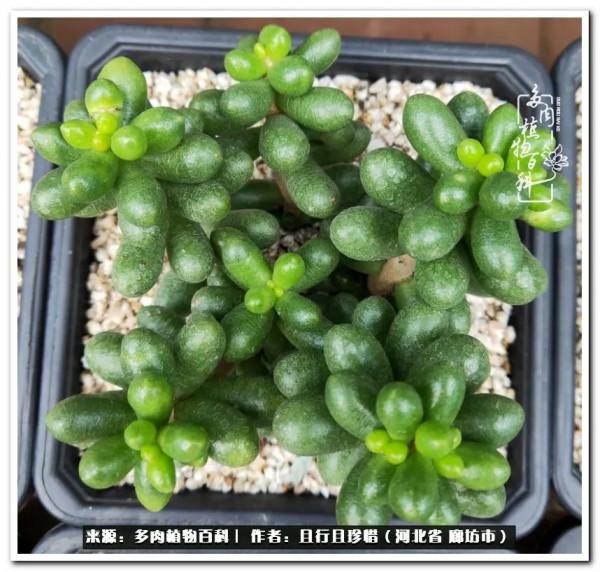 多肉的前世今生——論那些多肉的變化