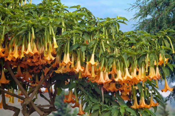 6種&OpenCurlyDoubleQuote;大毒花&rdquo;，春天正開花，看見離遠點，避免中毒