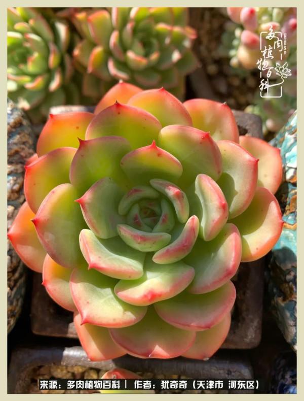 養多肉,累並快樂著!美好的事物,需要與大家分享 養多肉,累並快樂著!美好的事物,需要與大家分享