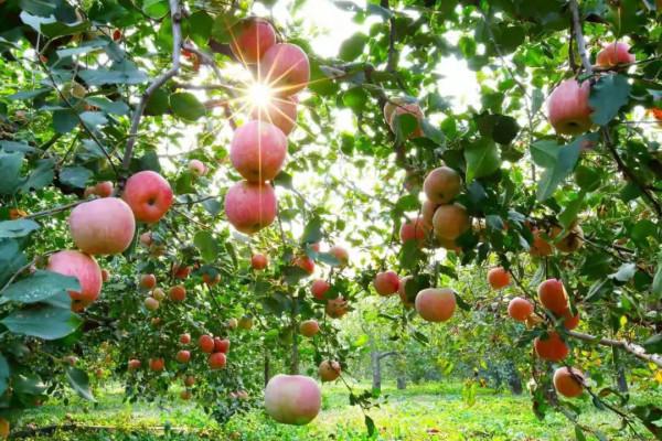 脆！甜！採摘蘋果，這幾種京城名品不能錯過